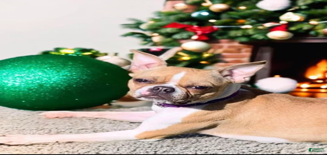 Gallery Image {{count}}