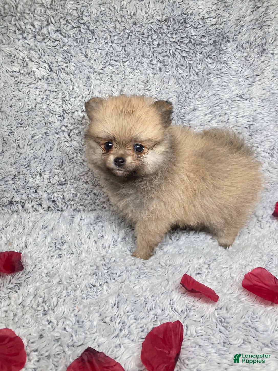 Pomeranian dogs Pomeranian 3 - Ad 6