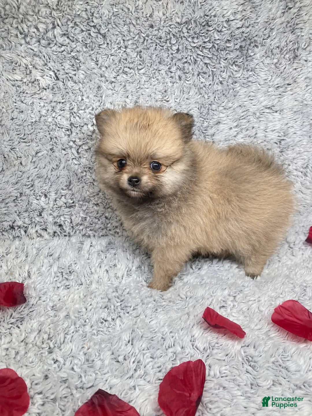 Pomeranian dogs for sale: Pomeranian 3 - Ad 1