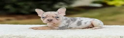 French Bulldog dogs for sale: Master – Lilac & Tan Merle - Ad 5