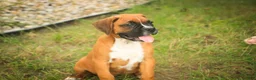 Boxer dogs for sale: Remi - Ad 6