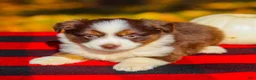 Miniature Australian Shepherd dogs for sale: Aspen - Ad 4