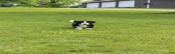 Mixed Breed dogs for sale: Buster Bear - Ad 5