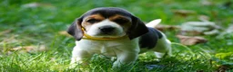 Beagle dogs for sale: Lilly - Ad 3