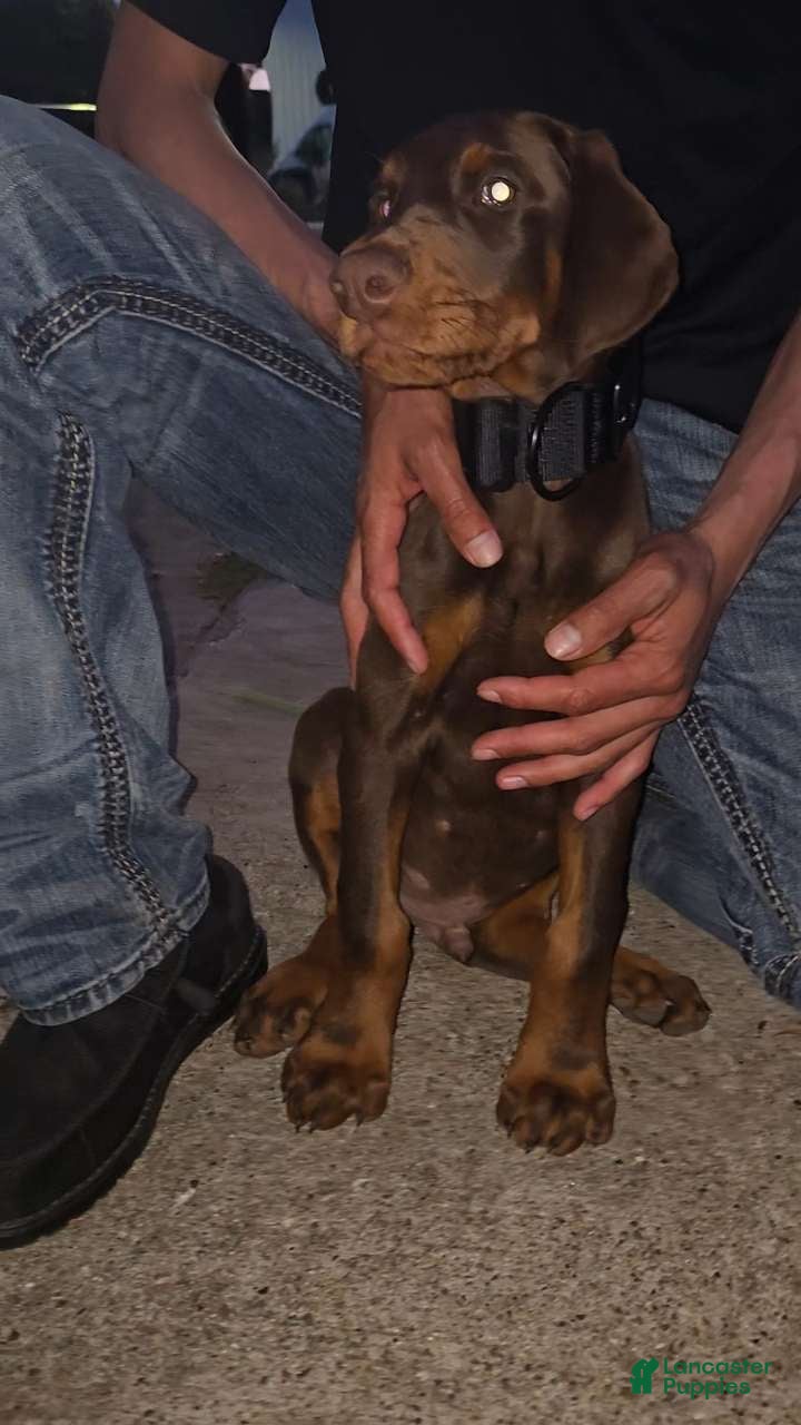Doberman Pinscher dogs Doberman Pinscher Puppy 4 - Ad 1