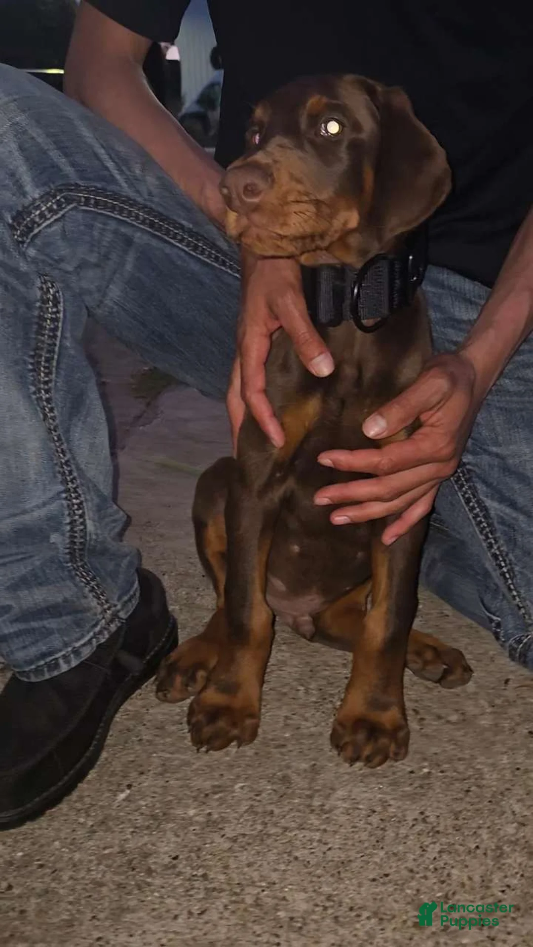 Doberman Pinscher dogs for sale: Doberman Pinscher Puppy 4 - Ad 1
