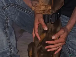 Doberman Pinscher dogs for sale: Doberman Pinscher Puppy 4 - Ad 1