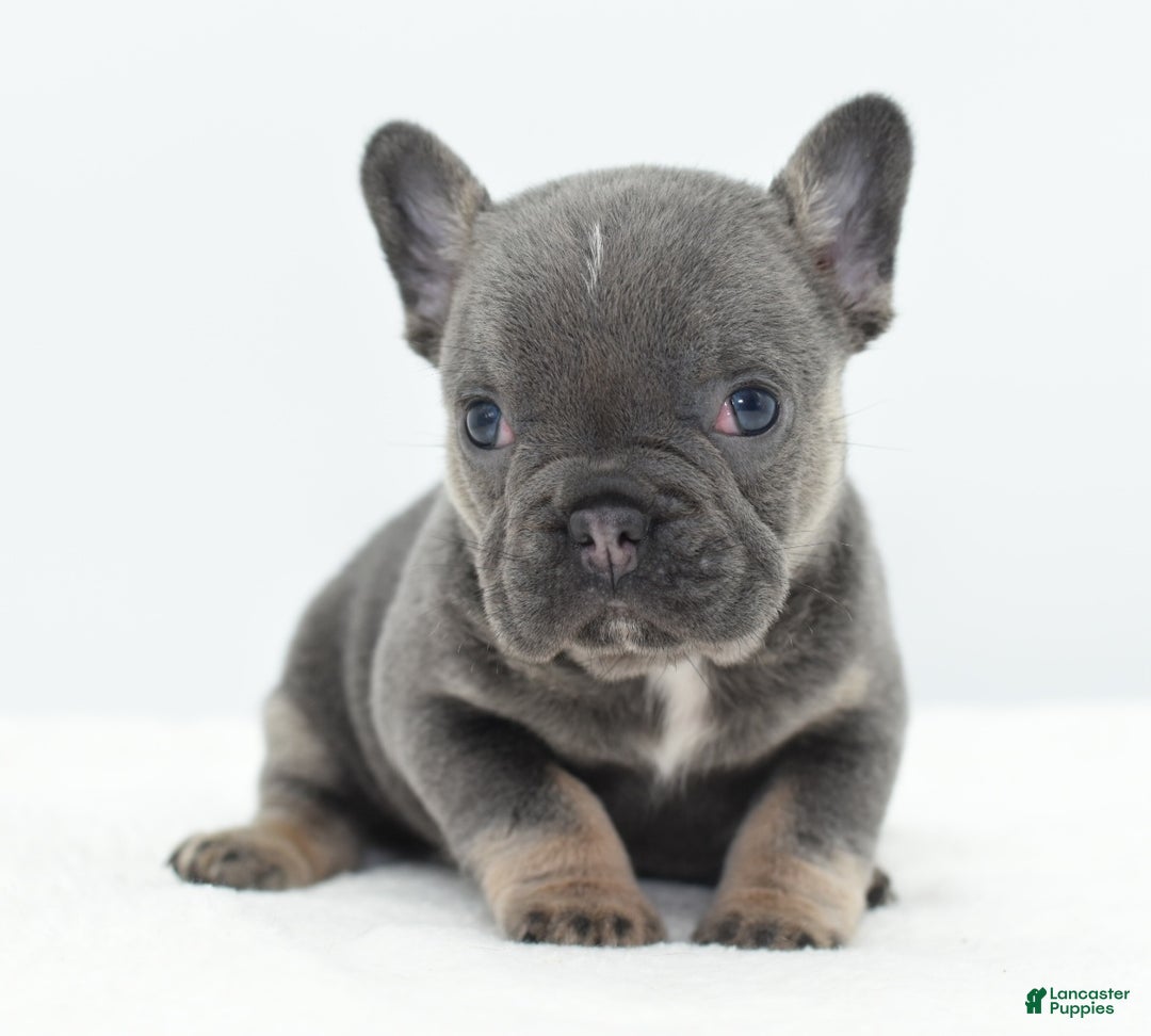 Mixed Breed dogs for sale: Queen lilac tricolor  - Ad 13