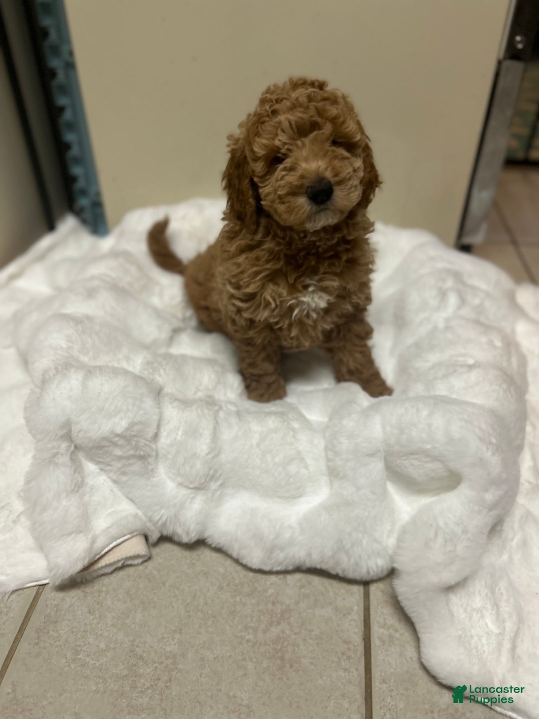 Mini Goldendoodle dogs for sale: Mini Goldendoodle Puppy Noelle - Ad 2