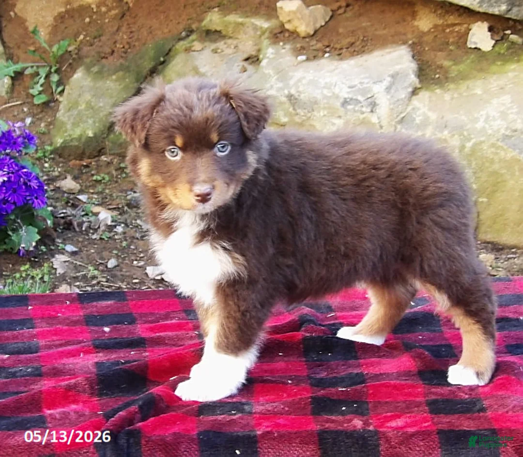 Australian Shepherd dogs for sale: Ruby - Ad 2