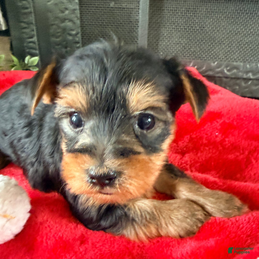 Yorkshire Terrier dogs for sale: Felix - Ad 2