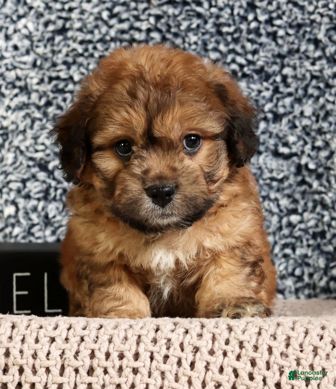 Mixed Breed dogs for sale: Jasper - Ad 2
