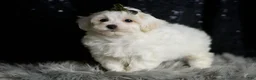Maltipoo dogs for sale: Atticus - Ad 7