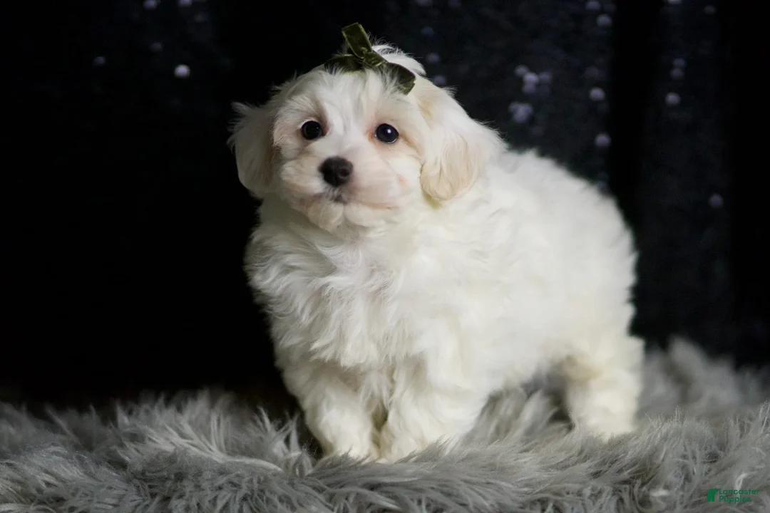 Maltipoo dogs for sale: Atticus - Ad 7