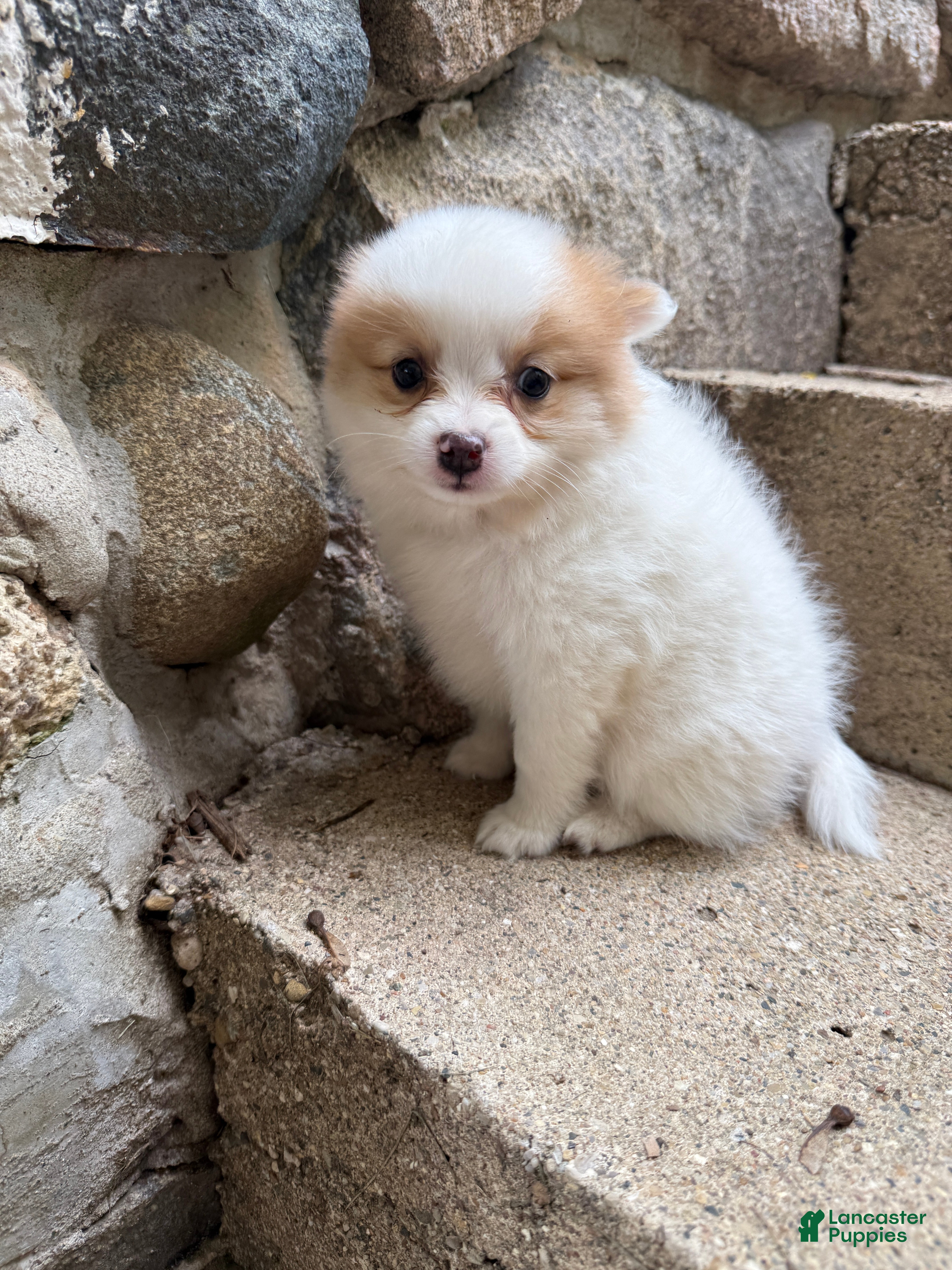 Pomeranian dogs Rudy - Ad 1