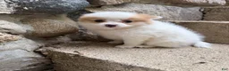 Pomeranian dogs for sale: Rudy - Ad 11