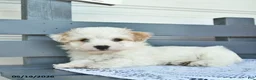 Havanese dogs for sale: Captain  - Ad 4
