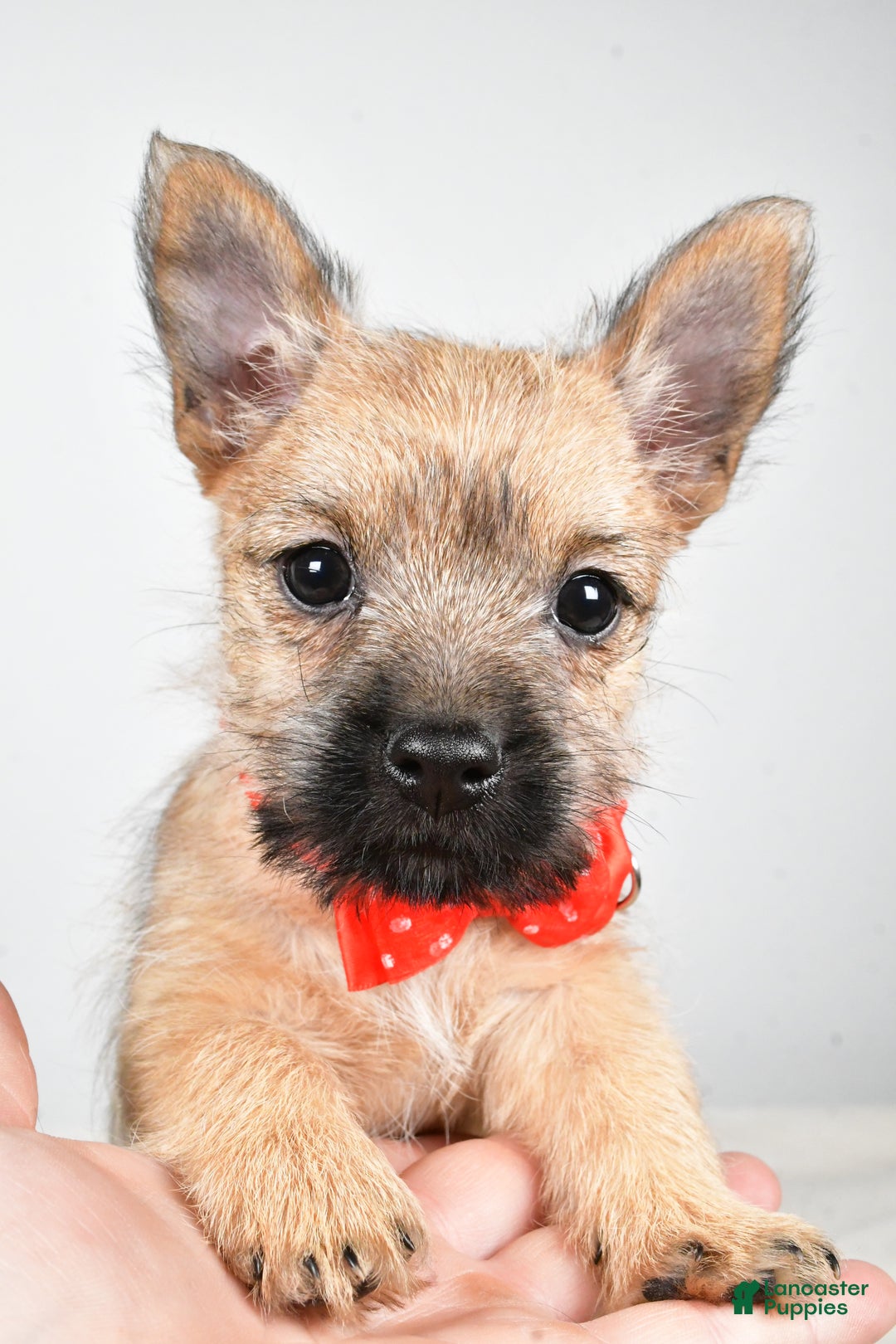 Cairn Terrier dogs for sale: Tristan - Ad 7