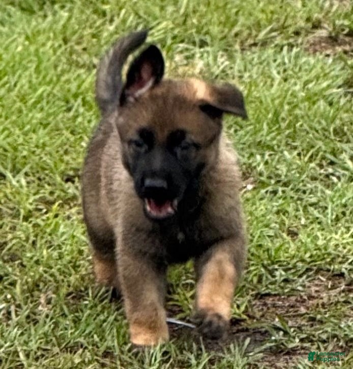 German Shepherd dogs for sale: German Shepherd 2 - Ad 3