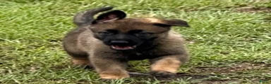 German Shepherd 2