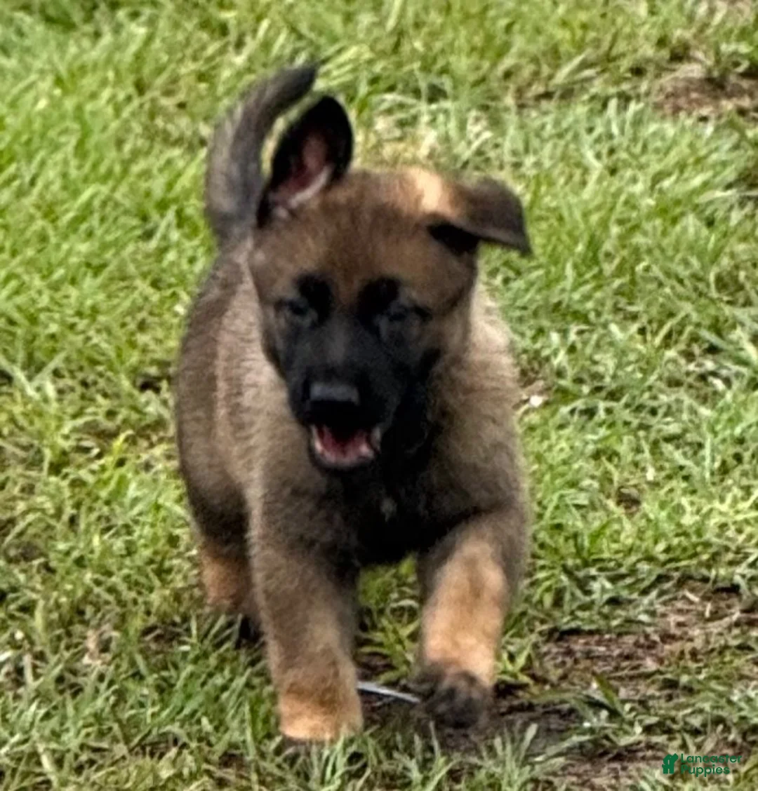 German Shepherd dogs for sale: German Shepherd 2 - Ad 1