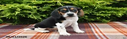Beagle dogs for sale: Brody - Ad 5