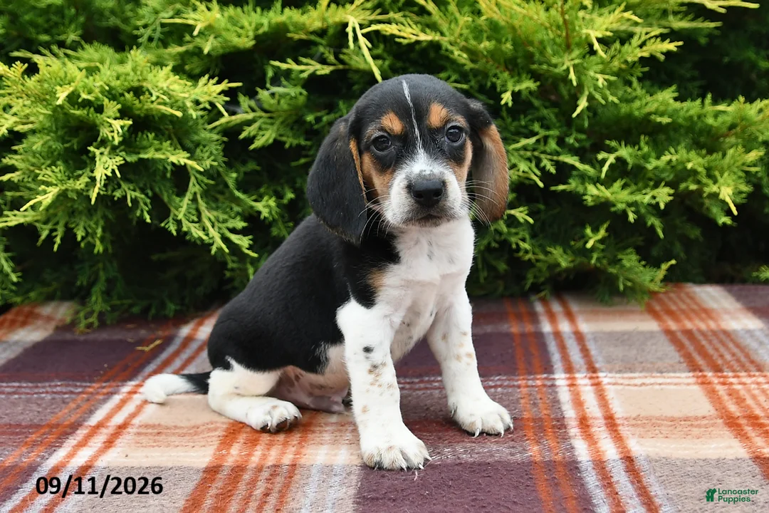 Beagle dogs for sale: Brody - Ad 1