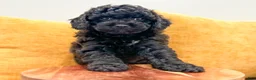 Cavapoo dogs for sale: Isaac - Ad 5