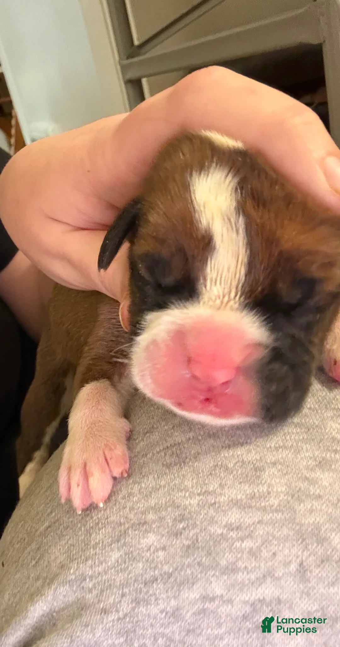 Boxer dogs for sale: Green - Ad 9