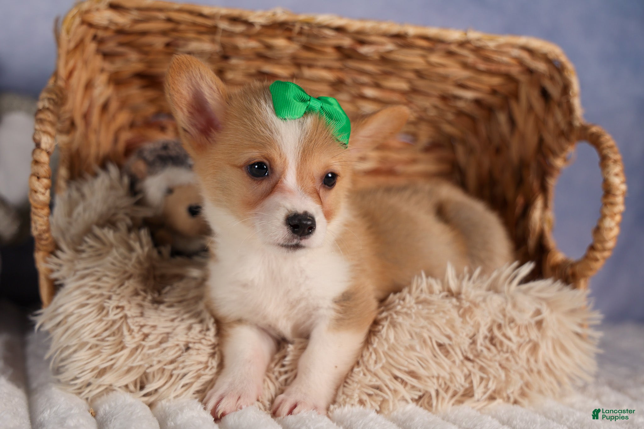 Welsh Corgi Pembroke dogs  Cody 🐾🐶 - Ad 1