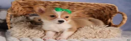 Welsh Corgi Pembroke dogs for sale:  Cody 🐾🐶 - Ad 19