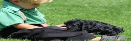 Mixed Breed dogs for sale: Basil - Ad 3