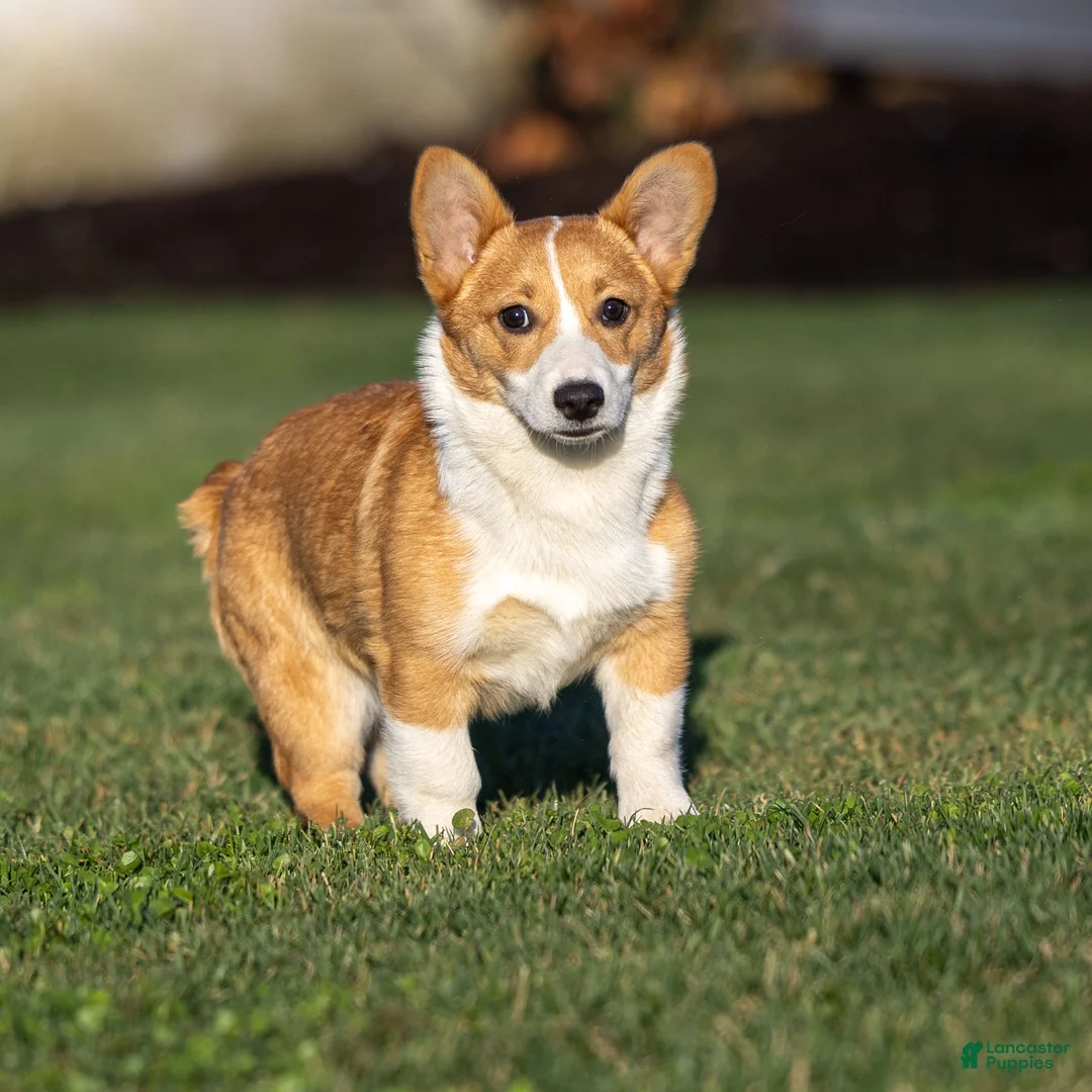 Welsh Corgi Pembroke dogs for sale: Karson Welsh Corgi Pembroke - Ad 1