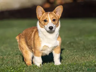 Welsh Corgi Pembroke dogs for sale: Karson Welsh Corgi Pembroke - Ad 3