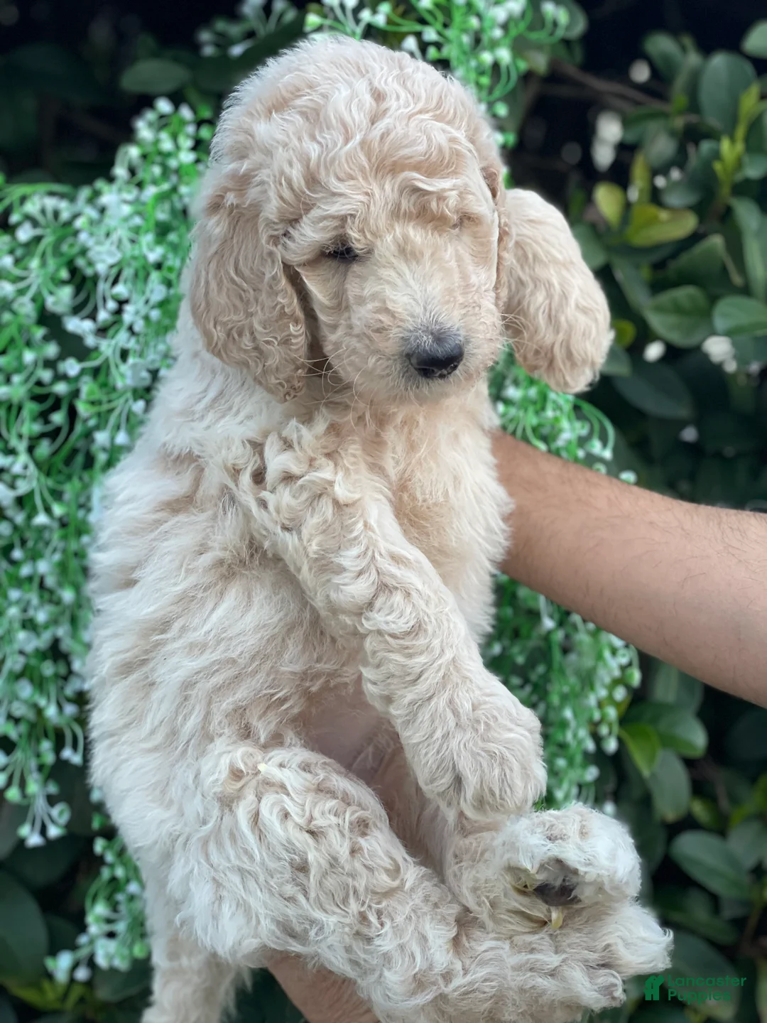 Goldendoodle dogs for sale: Sandy  - Ad 2