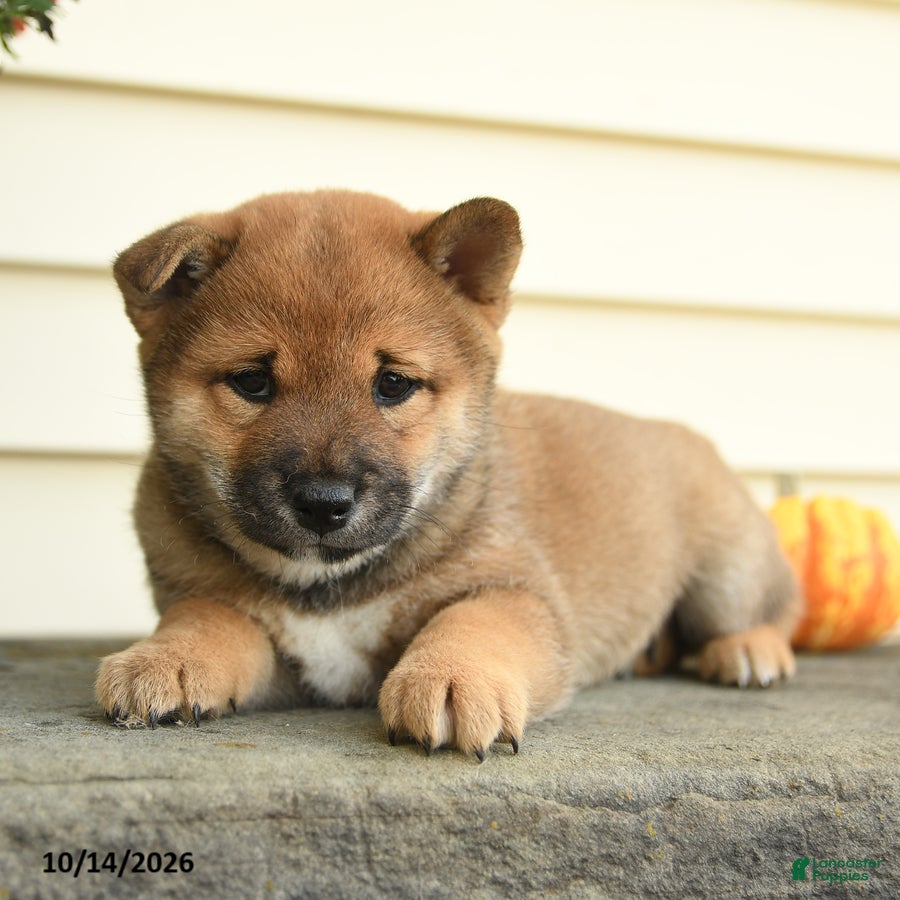 Shiba Inu dogs for sale: Lord Archibald - Ad 2