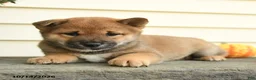 Shiba Inu dogs for sale: Lord Archibald - Ad 2
