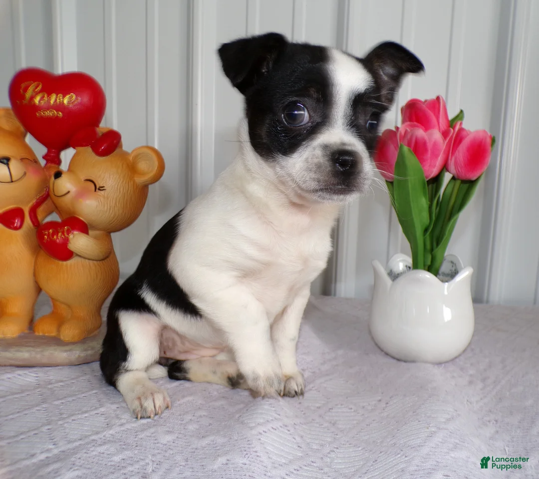 Chihuahua dogs for sale: Chihuahua Puppy 3 - Ad 3