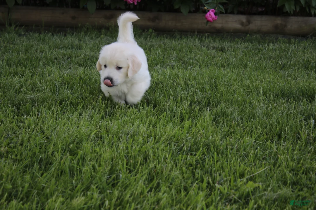 Golden Retriever dogs for sale: Casper - Ad 2