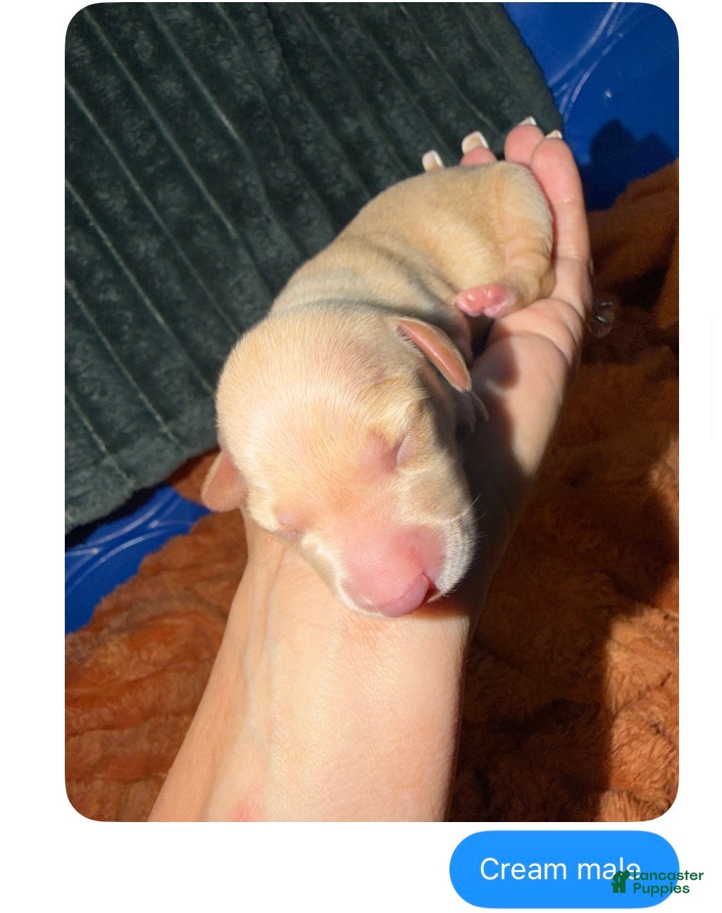Miniature Dachshund dogs Beignet  - Ad 23