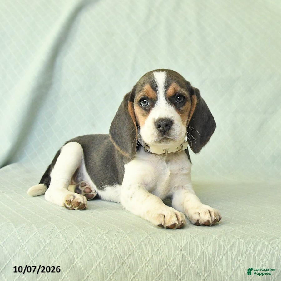Yasmine (Beagle, Female) in Herndon, PA