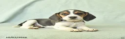 Beagle dogs for sale: Yasmine - Ad 1