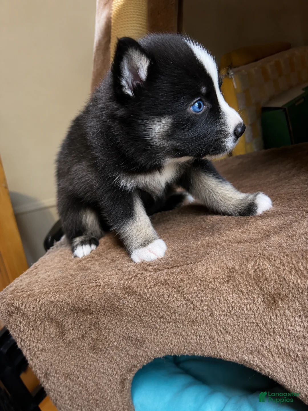 Pomsky dogs for sale: Phoenix  - Ad 2