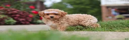 Bichpoo dogs for sale: Mia - Ad 7