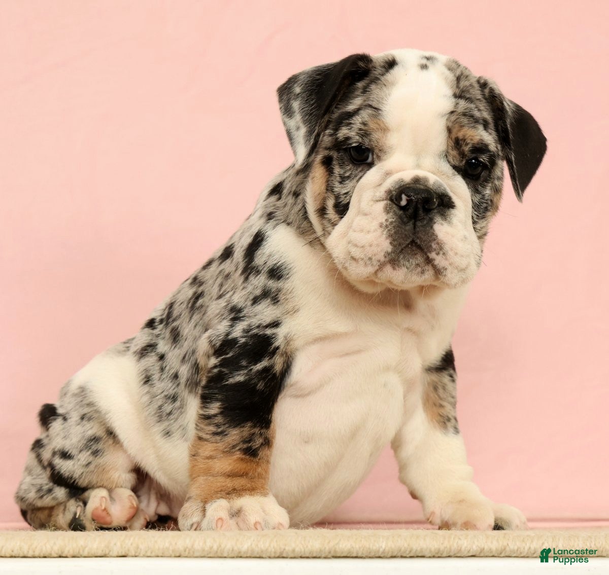English Bulldog dogs Blue Jazz - Ad 2