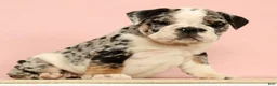 English Bulldog dogs for sale: Blue Jazz - Ad 2
