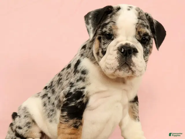 English Bulldog dogs for sale: Blue Jazz - Ad 2