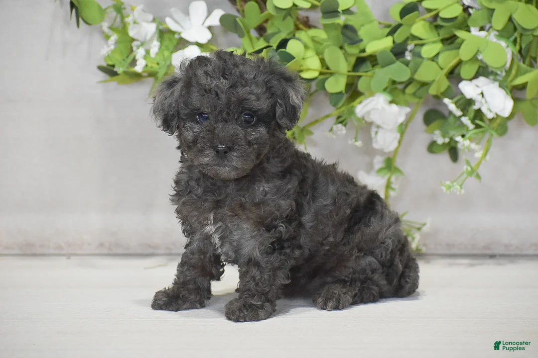 Toy Poodle dogs for sale: Hope - Ad 2
