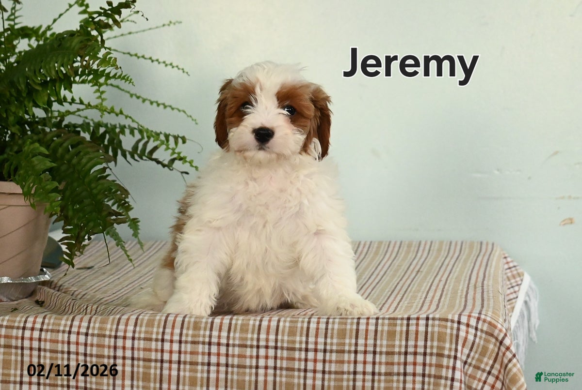 Cavapoo dogs Jeremy - Ad 2