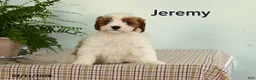 Cavapoo dogs for sale: Jeremy - Ad 2